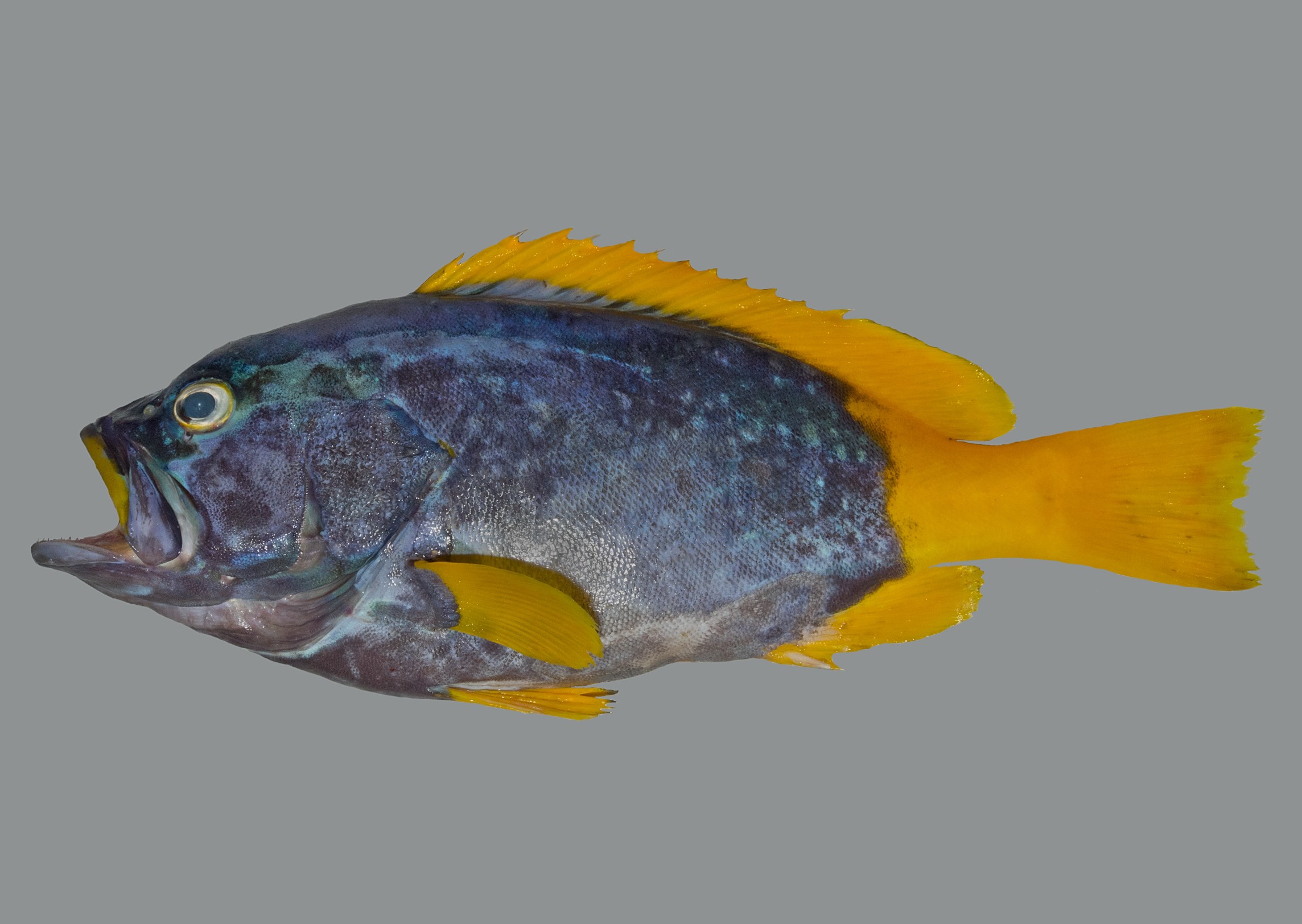 Epinephelus flavocaeruleus, subadult, 19 cm SL, Socotra Archipelago: Abd Al-Kuri Island; S.V. Bogorodsky & U. Zajonz